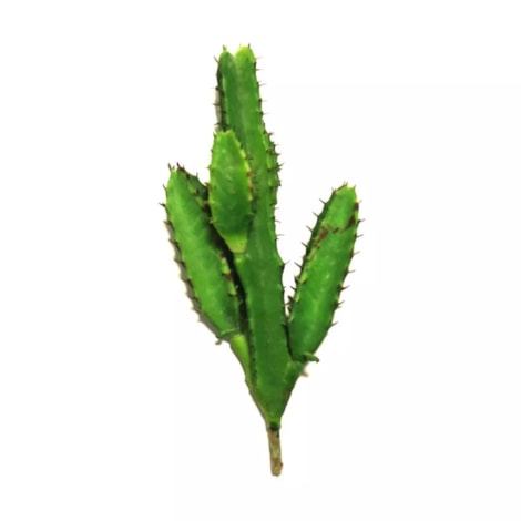 CACTUS LARGA MINI