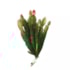 CACTUS PLANA FINA MINI
