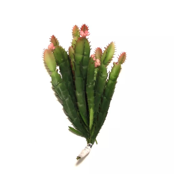 CACTUS PLANA FINA MINI