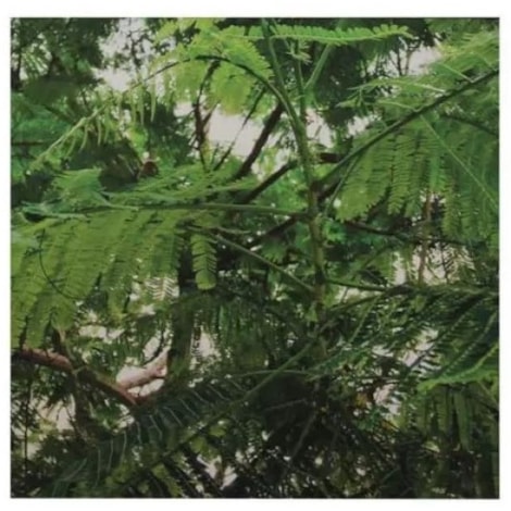 Quadro Tela Fine Art Mimosa Dormideira III