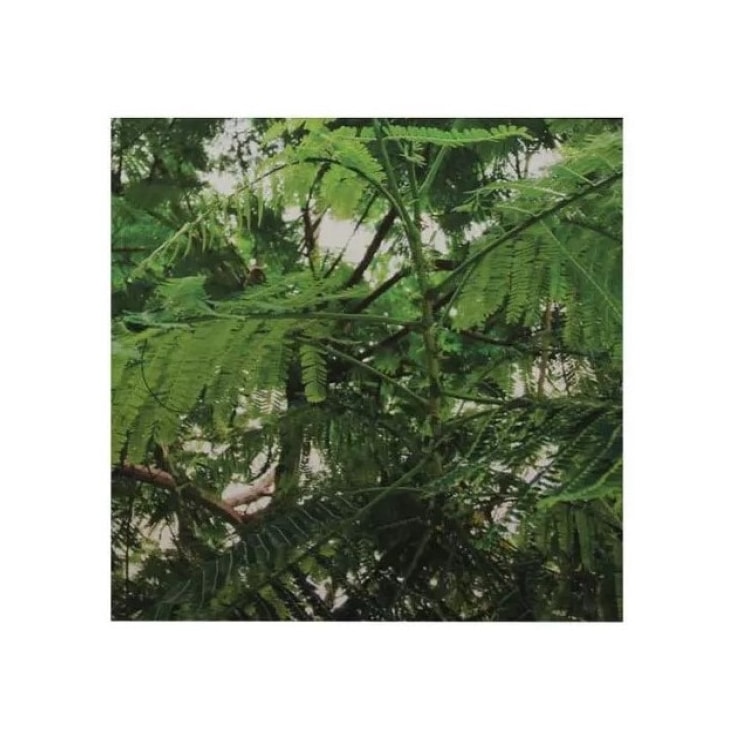 Quadro Tela Fine Art Mimosa Dormideira III