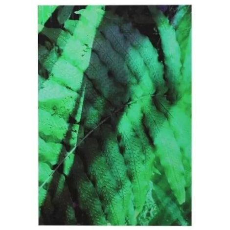 Quadro Tela Fine Art Minimal Samambaia
