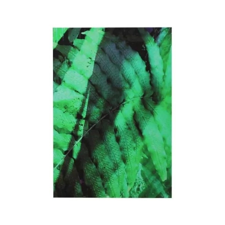 Quadro Tela Fine Art Minimal Samambaia
