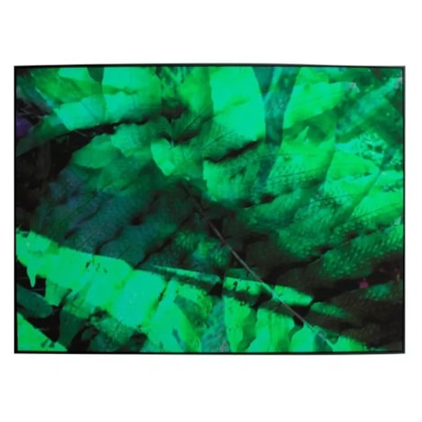 Quadro Tela Fine Art Minimal Samambaia II