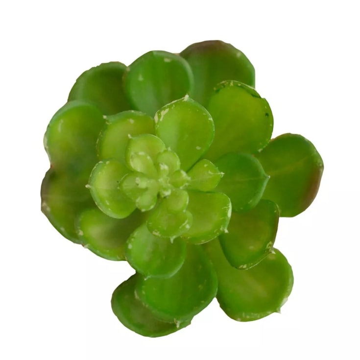 Suculenta Rosa de Pedra Echeveria Verde